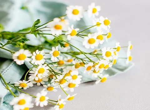 گیاه بابونه محلی آشنایی صفر تا صد قیمت خرید عمده