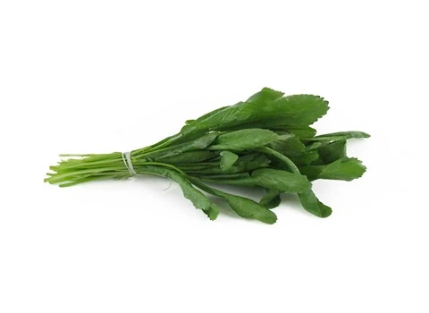 خرید و قیمت روز سبزی خوردنی شاهی