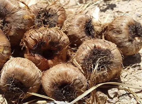 پیاز زعفران استهبان فارس | خرید با قیمت ارزان