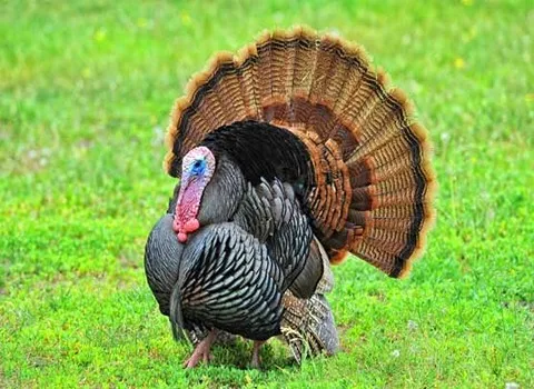 قیمت گوشت بوقلمون چرخ شده + خرید