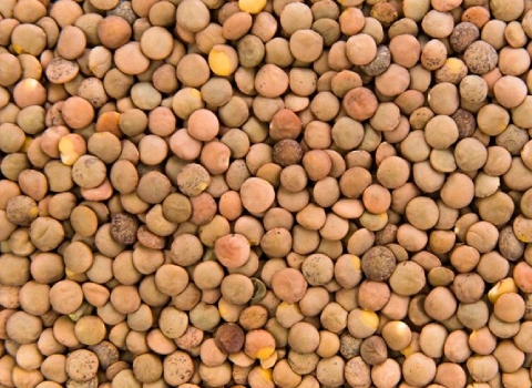 عدس محلی کیلویی؛ رنگ سبز قهوه ای مواد معدنی (پتاسیم پروتئین گیاهی)