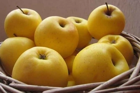 خرید سیب درختی خاصیت + قیمت عالی با کیفیت تضمینی