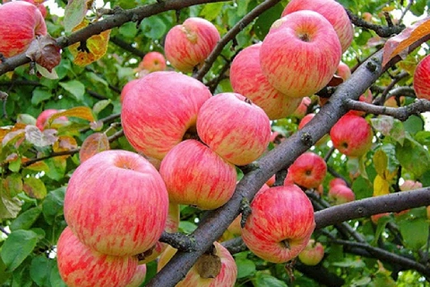 راهنمای خرید سیب درختی کیلویی + قیمت عالی