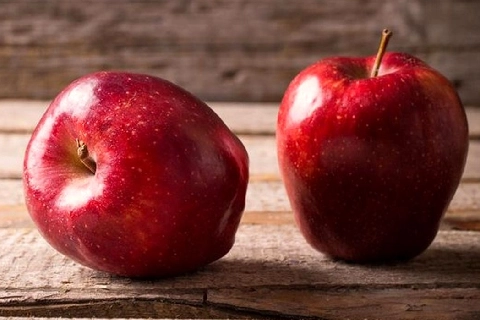 قیمت خرید سیب درختی گلخانه ای + آموزش