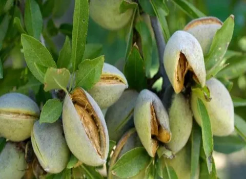 مشخصات بادام مامایی خوشه ای و نحوه خرید عمده