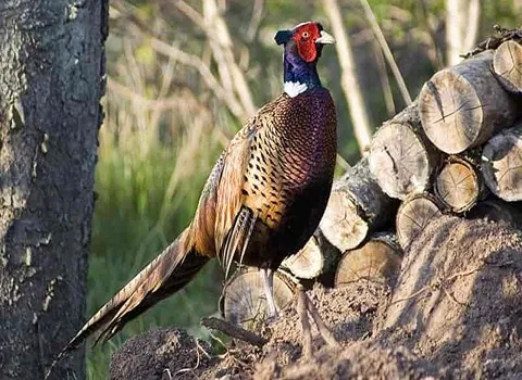 قیمت خرید قرقاول پاکستانی ماده + مشخصات، عمده ارزان