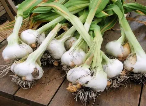 بذر سیر همدان | فروشندگان قیمت مناسب بذر سیر همدان