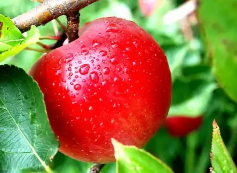 سیب درختی درجه یک؛ قرمز زرد سبز متوسط بزرگ طعم شیرین