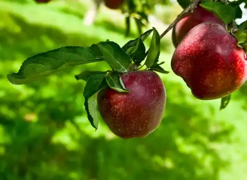 خرید و قیمت عمده سیب درختی + فروش کلی