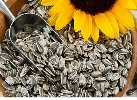 خرید تخمه آفتابگردان چینی + قیمت عالی با کیفیت تضمینی