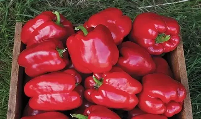 فلفل دلمه قرمز و دیابت؛ کنترل چاقی قندخون آنتی اکسیدان ویتامین C