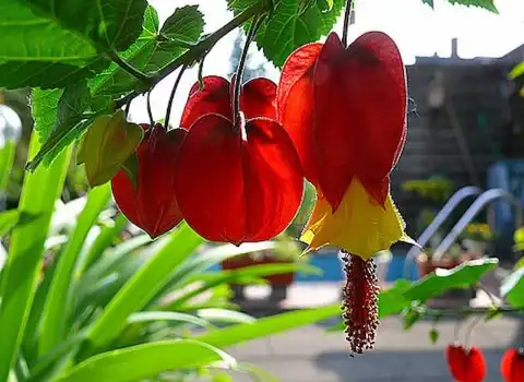 خرید باکیفیت ترین انواع گل ابوتیلون با قیمت ارزان