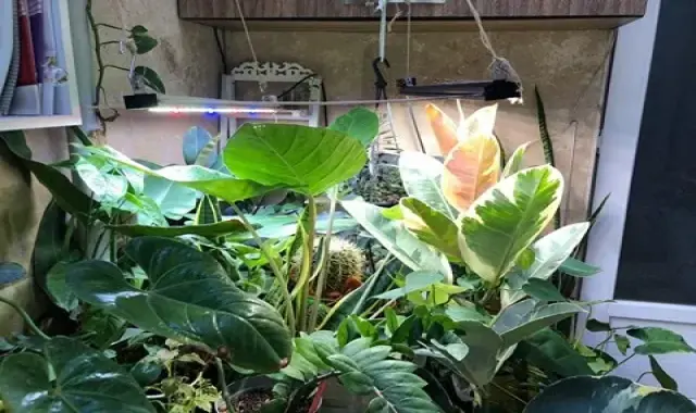 لامپ خورشیدی برای گیاه؛ هسته فلزی آبی زرد قرمز سیستم خنک کننده (رومیزی گیره ای)