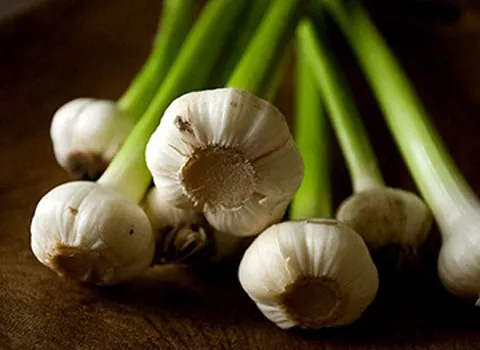 معرفی سیر سبز خام + بهترین قیمت خرید