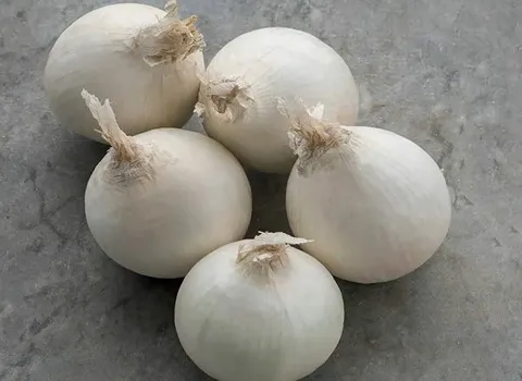 معرفی پیاز سفید صادراتی + بهترین قیمت خرید
