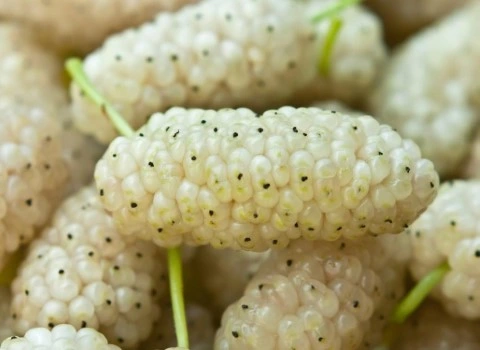 راهنمای خرید توت سفید تازه + قیمت عالی