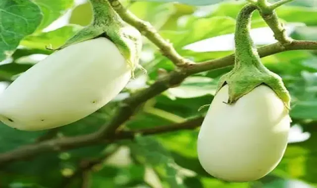 لیست قیمت بادمجان سفید ابرقو به صورت عمده و با صرفه