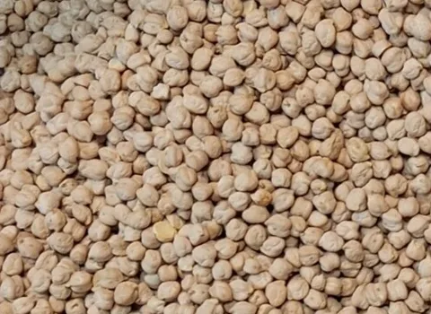 قیمت نخود سفید + خرید و فروش عمده