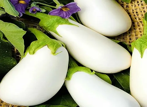 قیمت خرید عمده بادمجان سفید دلمه ای ارزان و مناسب