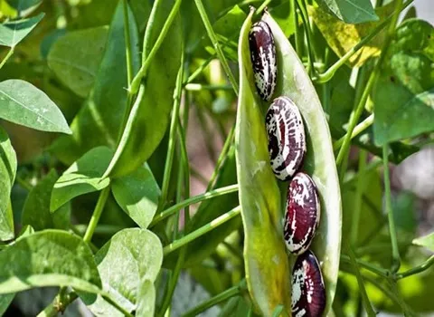 لوبیا چیتی عروس؛ بسته بندی فله ای سایز یکدست حاوی کلسیم ویتامین