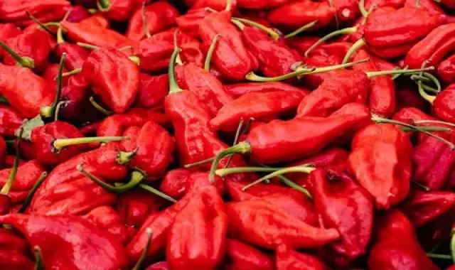 فلفل دلمه تند؛ ارگانیک آنتی اکسیدان محافظت روده بهبود سیستم گوارش Vitamin C