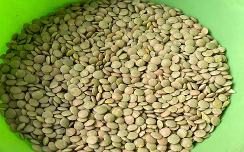 قیمت عدس سبز ریز