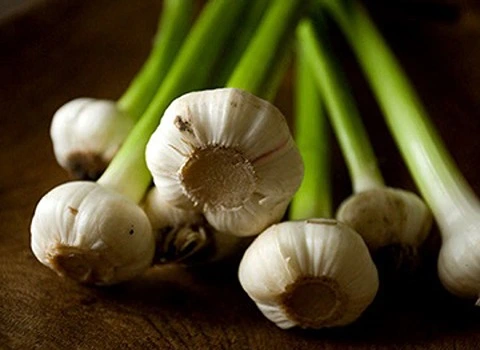 قیمت سیر تازه با برگ