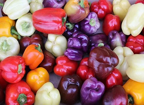 بهترین فلفل دلمه ای رنگی + قیمت خرید عالی