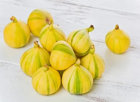 بهترین انجیر استهبان شیراز + قیمت خرید عالی