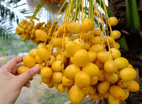 قیمت خرما خارک زرد + خرید