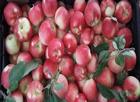 خرید انواع سیب گلاب + قیمت