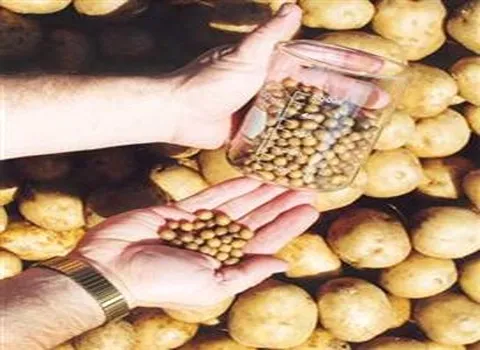 قیمت خرید بذر سیب زمینی تازه + عکس