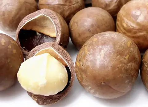 قیمت فندق + خرید و فروش فندق باکیفیت عمده