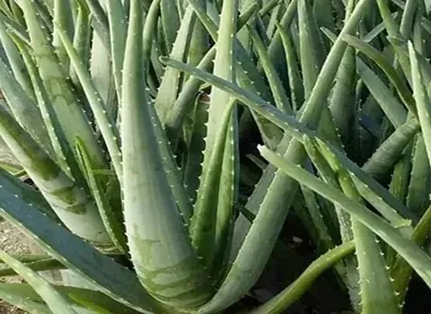 قیمت و خرید برگ آلوئه ورا ارگانیک اصل با مشخصات کامل