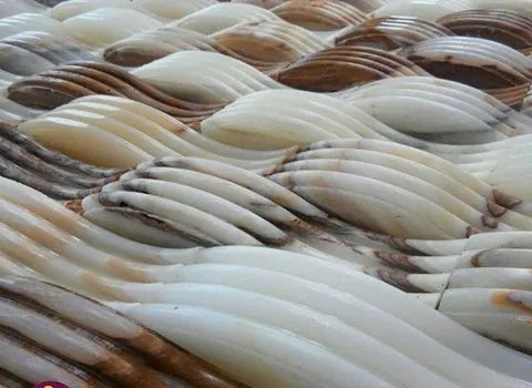 سنگ مرمر سفید قروه؛ صیقل پذیر 2 نوع یکنواخت و خطی Honey