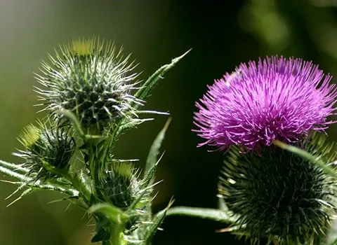 خار مریم برای لاغری؛ کاهش قند خون پاکسازی کبد چرب ویتامین E