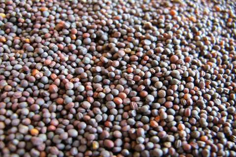 دانه کلزا چه خاصیتی دارد + قیمت خرید امروز