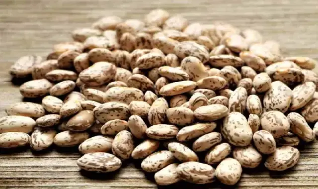 لوبیا چیتی زنجان (لوبیا رومی) صورتی بیضی حاوی پروتئین درمان پوکی استخوان