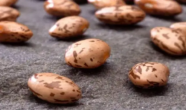 راهنمای خرید لوبیا چیتی خام + قیمت عالی