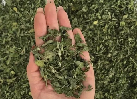شنبلیله خشک برای قورمه سبزی؛ آنتی اکسیدان خورشت سالاد fenugreek