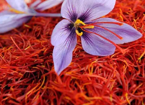 زعفران زرگل قائنات؛ انرژی زا کاهش درد قائدگی ماندگاری 6 ماهه