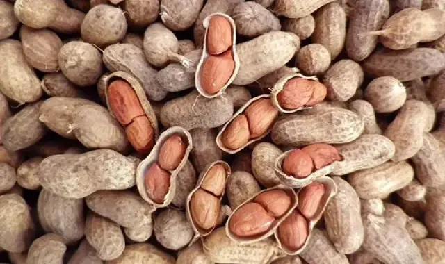 خرید و قیمت روز بادام زمینی بو داده