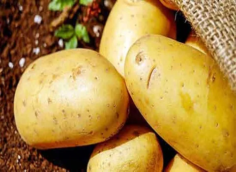 قیمت سیب زمینی خام + خرید و فروش سیب زمینی خام عمده