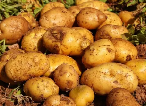 قیمت سیب زمینی صادراتی