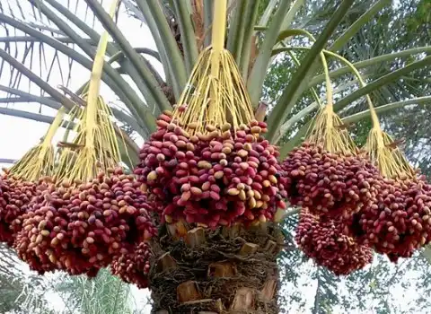 خرید و قیمت خرما خارک رطب عمده و خرده فروشی