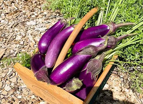 راهنمای خرید بادمجان محلی شمال با شرایط ویژه و قیمت استثنایی