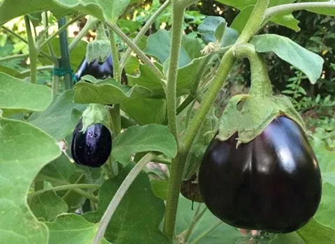 آموزش خرید بادمجان محلی گیلان صفر تا صد