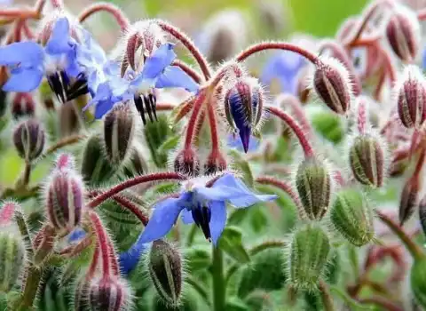 گل گاوزبان قزوین؛ آبی بنفش بسته بندی فله flower cow tongue