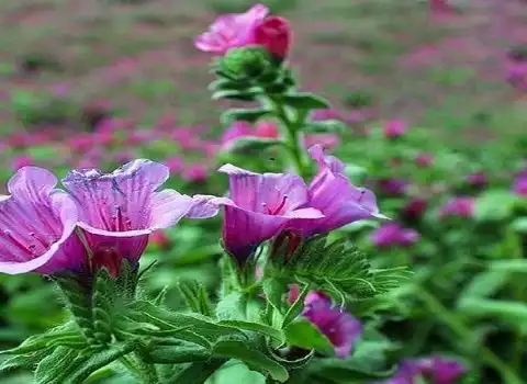 قیمت گل گاو زبان  + پخش تولیدی عمده کارخانه