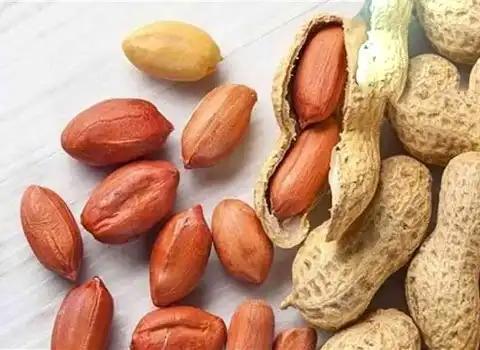 قیمت بادام زمینی آستانه اشرفیه